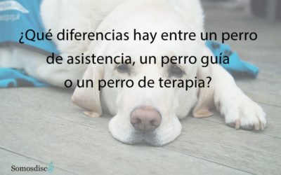 Diferencias entre perro guía, de asistencia o de terapia.