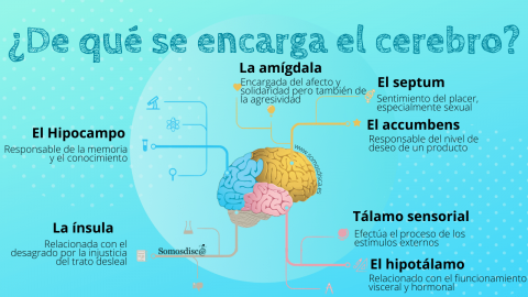 Infografía Del Cerebro - Somosdisc@