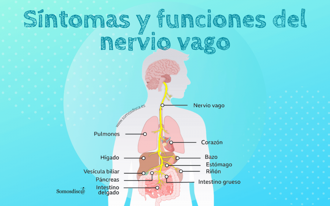 El nervio vago, sus funciones y síntomas