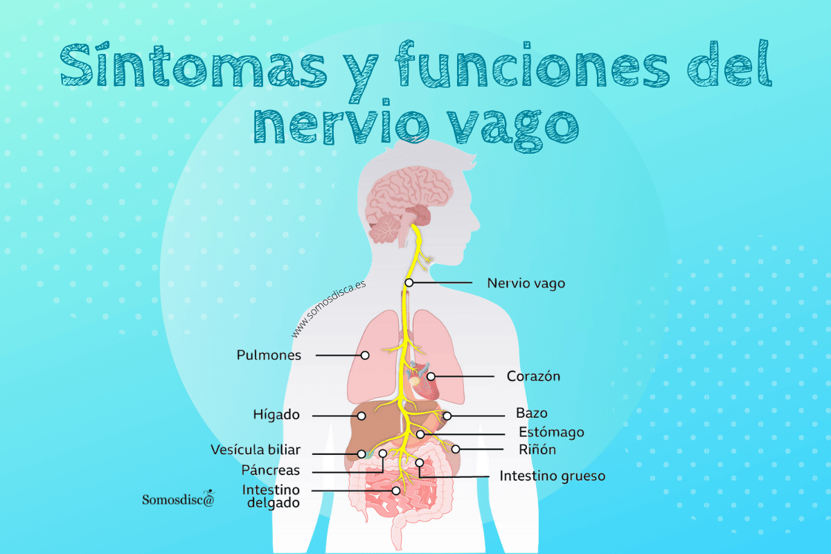 Síntomas y funciones del nervio vago