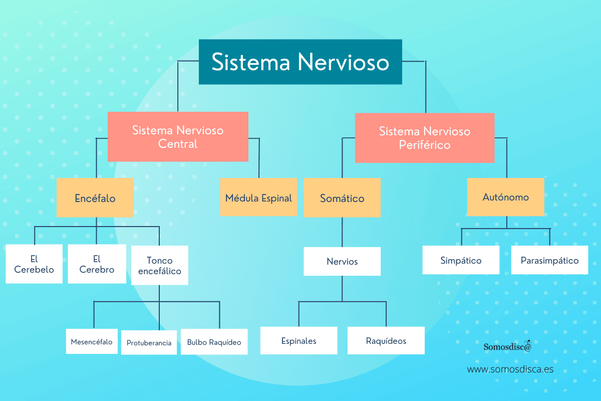 esquema sistema nervioso