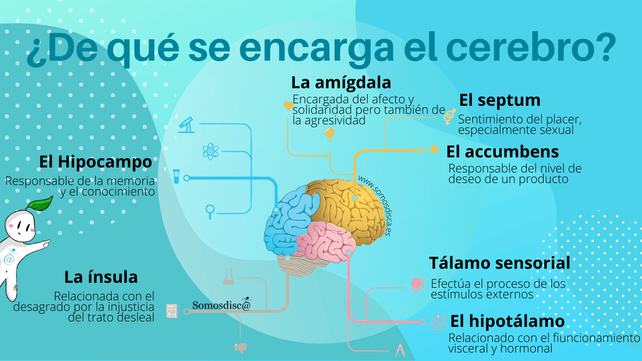 infografia cerebro
