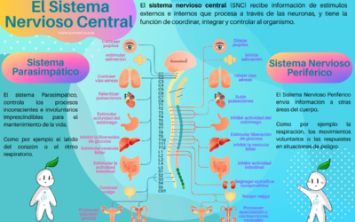 infografía del sistema nervioso central