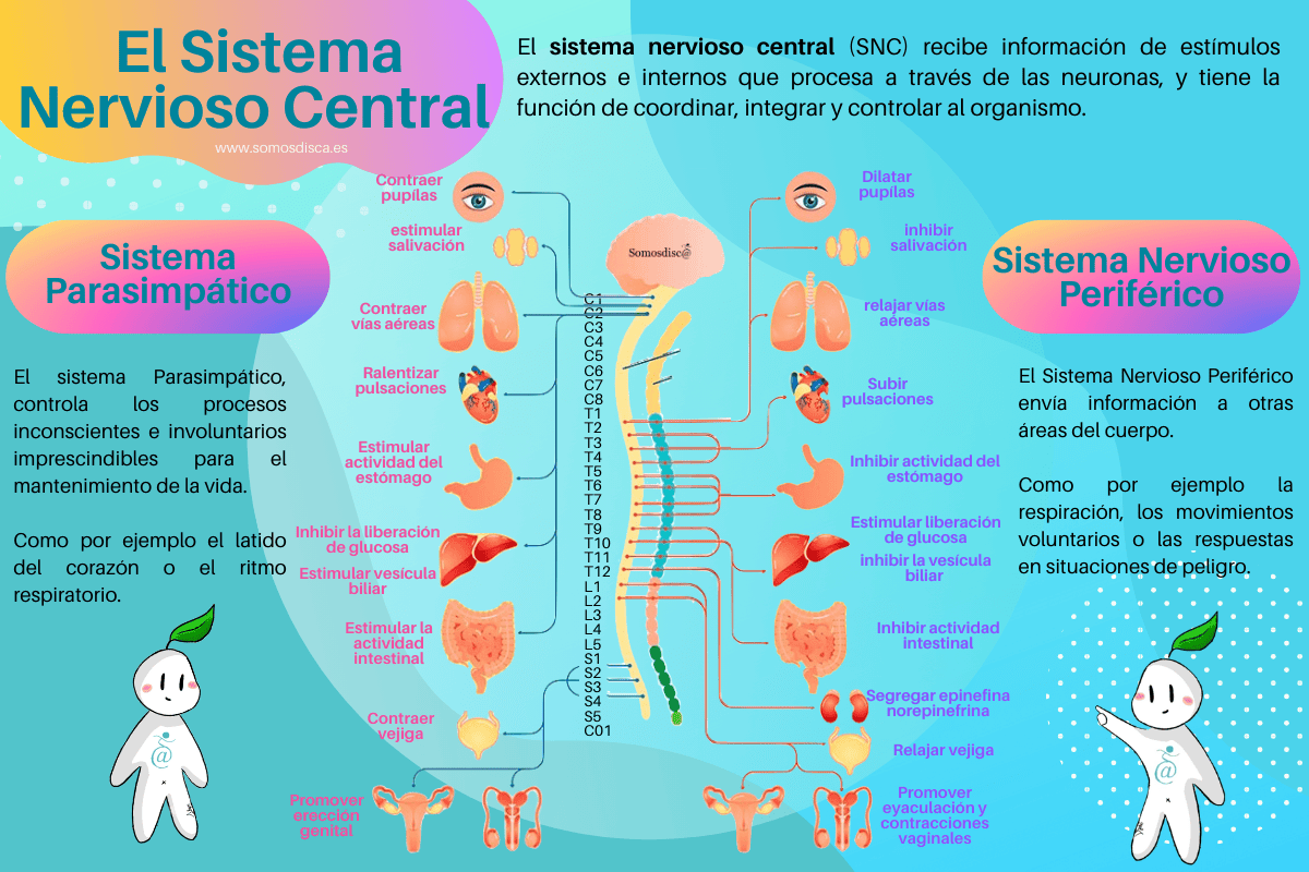 Infografía Sistema nervioso central