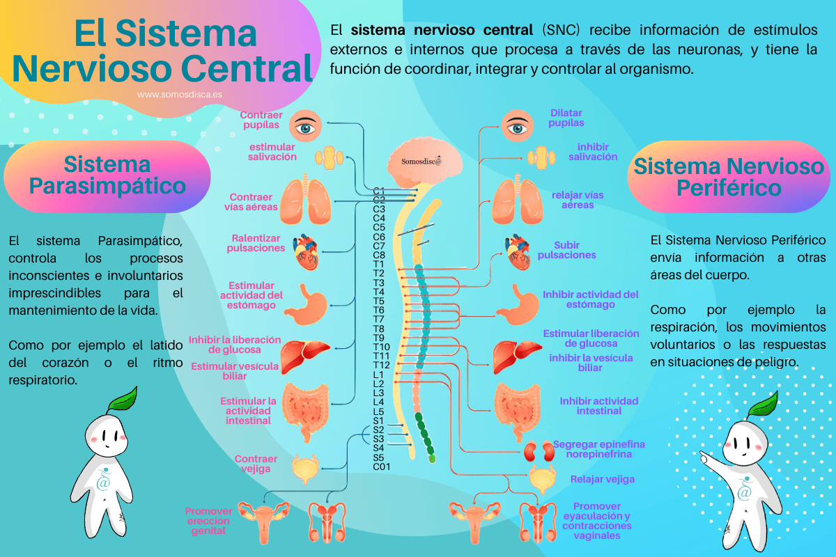 Sistema Nervioso Central Y Sus Principales Funciones C mo Dibujar El Sistema Nervioso Central Y Sus Principales Funciones C mo Dibujar El