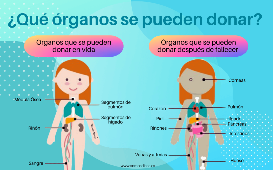 Infografía de los órganos que se pueden donar