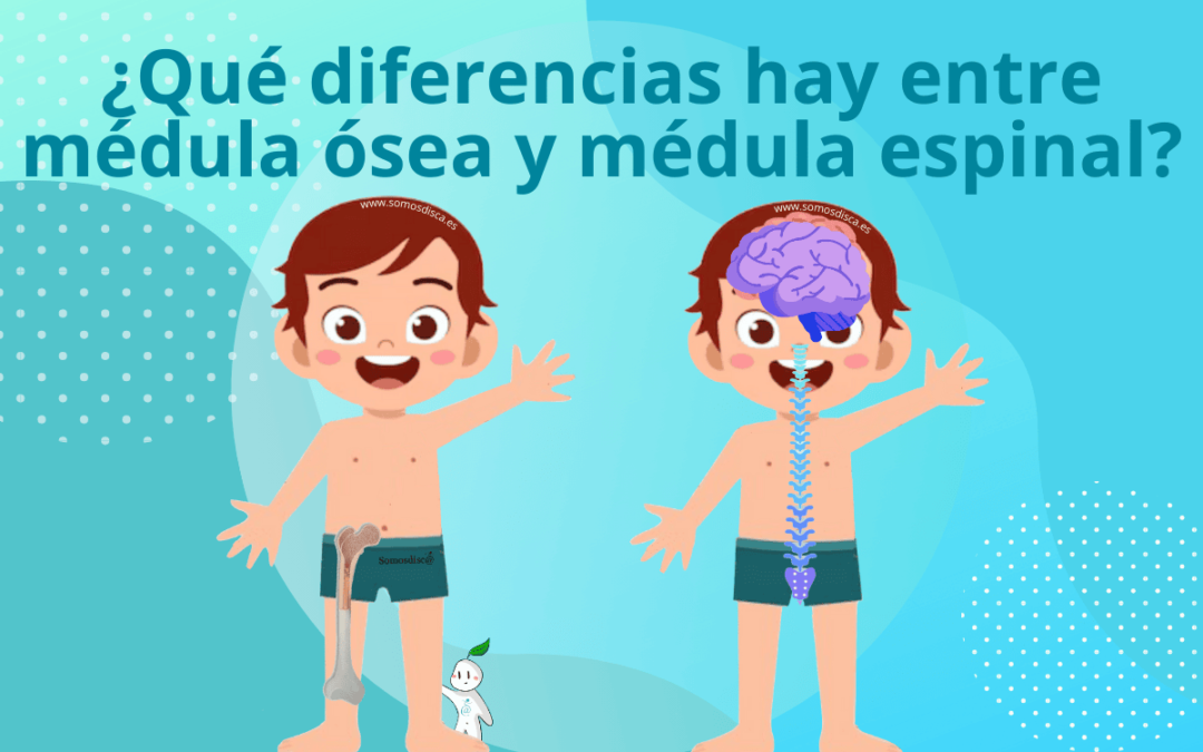 ¿Qué diferencias hay entre médula ósea y médula espinal?