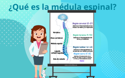 ¿Qué es la médula espinal?